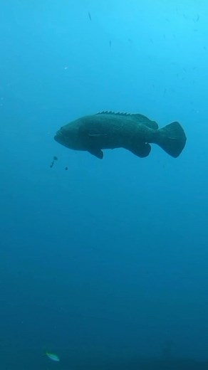 It’s time to dive with goliath grouper! 🐟 As #scubadivers 🤿 we can help protect goliath grouper by showing wildlife management agencies that goliaths are more valuable to us divers 🙌🏼 than to fishermen. Book your dives now! 📲 #savegoliathgrouper #divedivedive #advanceddivers #nitroxdivers #deepdiving #driftdiving #boatdiving #offshorediving #puravidadivers #goliathgrouper #divewithgoliathgrouper | Pura Vida Divers
