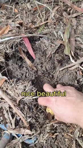Prepping Veggie Beds for Autumn + Harvesting Potatoes