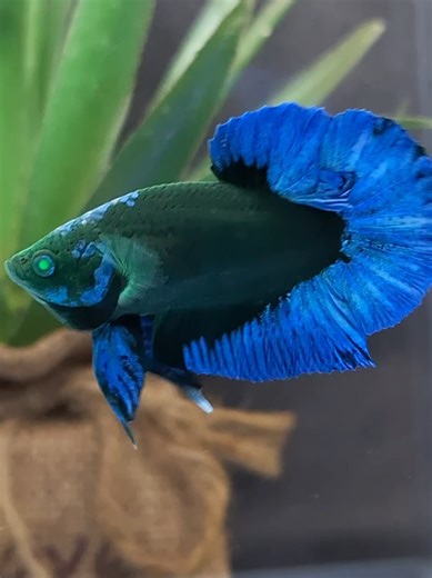 Blue Green Light Hulk Betta Fish Overview