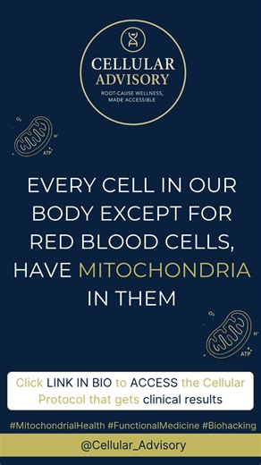 What is mitochondria?
