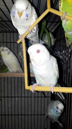 Budgies mating to laying eggs to growing up everything you need to know #shorts