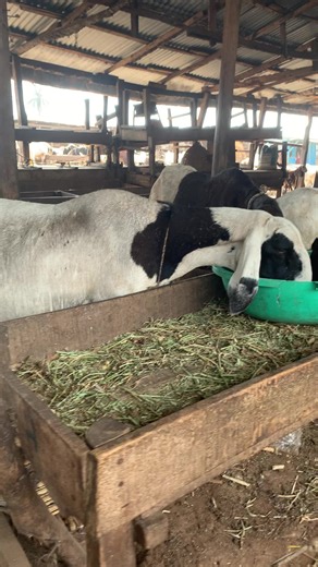 Sustainable Sheep Farming in Nigeria