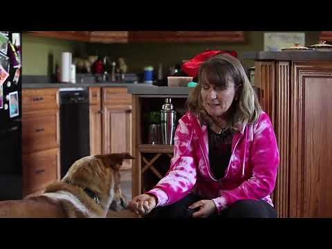 Recallers - Helping Dogs be better understood.