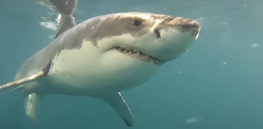 世界初！ シャチがホオジロザメを捕食する映像（閲覧注意）