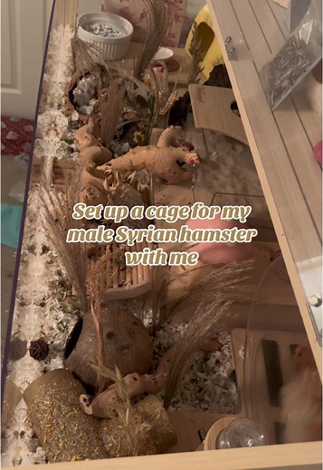 Cage Setup for a Syrian Hamster: Proper Care Tips