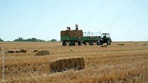 Bales of hay. Farmers collect haystacks and stack them on a tractor trailer, an agricultural field. Harvesting, agriculture.