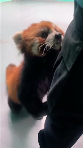 Cutest ninja in the trees 🍃🦊 #RedPanda #NatureMagic #WildLife