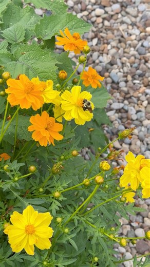 If you’re not growing cosmos, you need to be! They are a great companion plant. Be sure to follow for more seed saving tips! #savingseeds #seeds #cosmosflower #gardentips | From Dream to Seed