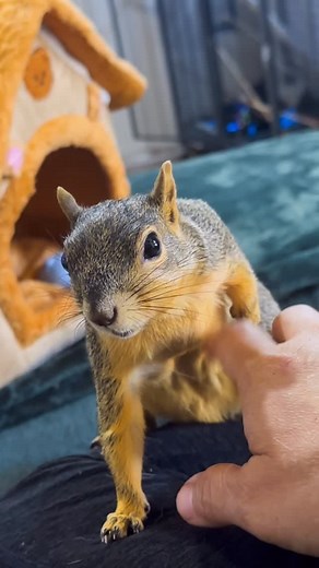 Princess HayzelNut 🐿️ | Come unbox with Princess HayzelNut!!! See got her a new play house. I think she approves. This girl loves to get packages. #unboxjoy... | Instagram
