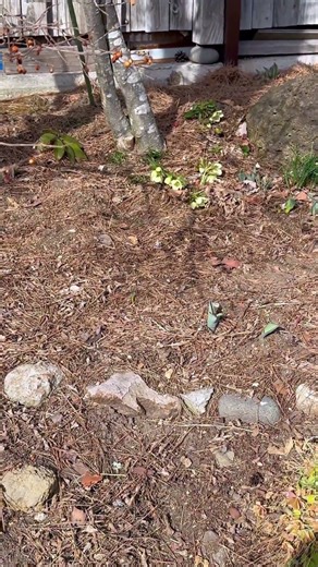 ハルサキクリスマスローズ #shorts