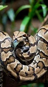 Types of Snakes I Explained #Snakes #TypesOfSnakes #SnakeFacts #VenomousSnakes#NonVenomousSnakes