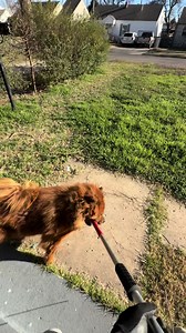 Aggressive Chow Capture: Animal Control Efforts