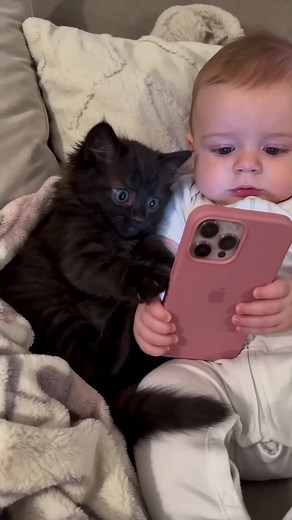 Cute kitten videos: playful baby kitten and kitty compilation