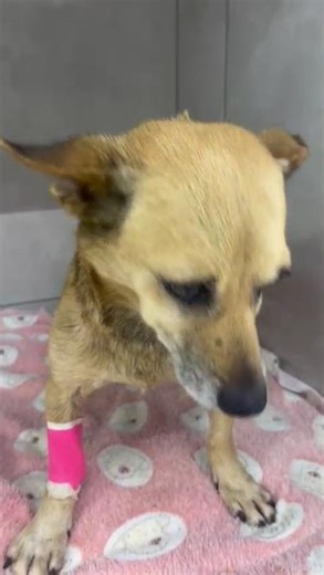 Hungry Pup BEATEN While Looking For Food Now Faces Surgery For Broken Leg And Pelvis [STORY BELOW]
