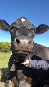 Listen to Sophie purring with happiness in the sunshine! ☀️ Sophie is one lucky cow. 🐮 She was rescued from a dairy farm 4 years ago today, with her friend, Babe. Evidence shows that cows, like all animals, have consciousness and feelings. And looking at Sophie, we think that is pretty obvious. ❤️ "If we could live happy and healthy lives without harming others, why wouldn't we?" | Edgar's Mission