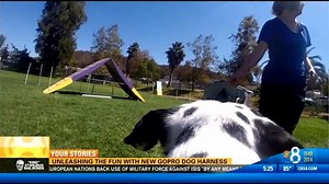 Unleashing the fun with new GoPro dog harness