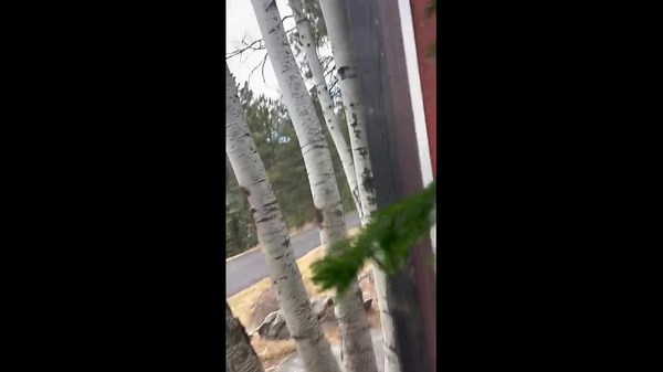 Bobcat hides behind rock and leaps to catch squirrel in Evergreen, Colorado, USA