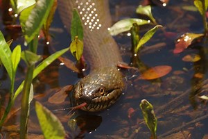 Not safe to swim: The snake-infested American rivers