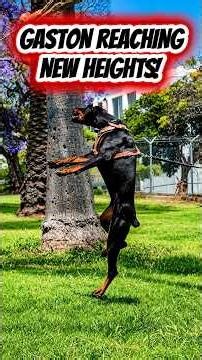 #gastontheeurodoberman drive is increasing!