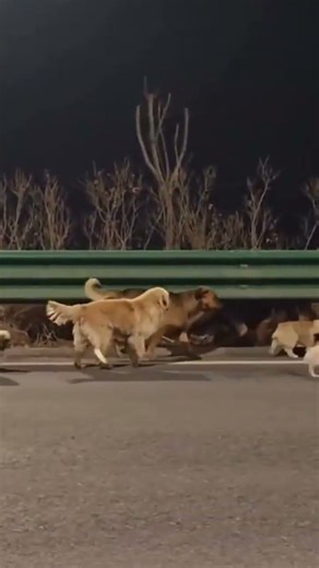 Roadside rescue of seven stolen dogs #animalrights #heartwarming #rescue