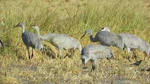 Grower Josh Sheppard talks about the water that goes on the rice fields after harvest and all the wonderful birds that use that water for habitat. Including Bald Eagles and Sandhill Cranes. Hear more: | California Rice Commission