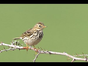 Meadow Pipit