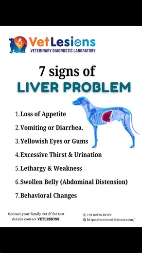 🐾 7 Signs of Liver Problems in Pets You Shouldn’t Ignore 🧡#PetLiverHealth #LiverProblemsInPets #HealthyPets #VetCare #PetDiagnostics LiverFunctionTest EarlyDetection PetWellness VeterinaryCare PetHealthAwareness VetLesions LoveYourPet | VetLesions Veterinary Diagnostic