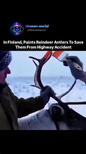 @theunseenworld42 on Instagram: "In Finland, reindeer antlers are sometimes coated with reflective paint to make the animals more visible at night. This simple solution helps drivers spot reindeer earlier in low-light conditions and reduces the risk of road accidents, especially during long winter nights. #viral #finland #reindeer #antlers #trendingreels"