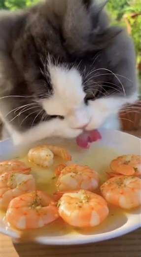 Cat Eating Shrimp 🐱🍤#Seafood#CuteCat#Cat
