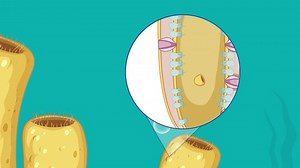 Animation Showing Process Asexual Reproduction Stock Footage Video (100% Royalty-free) 1090517465 | Shutterstock