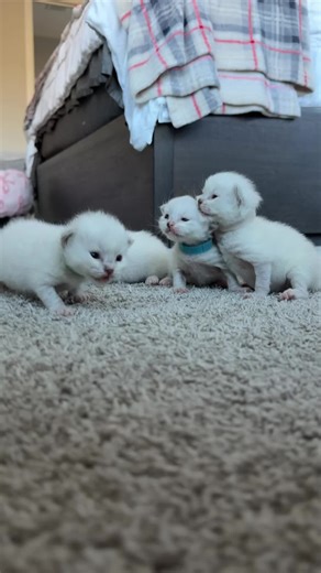 Adorable Ragdoll Kittens: The Cutest Moments