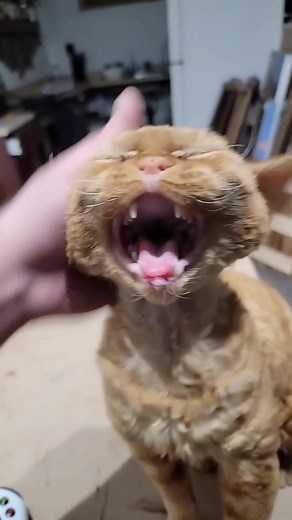 Incredible Alf and Devon Rex Cat Moments | So Intelligent Cats