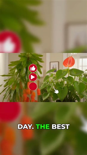 14 Plants That Bloom Every Single Month #plants