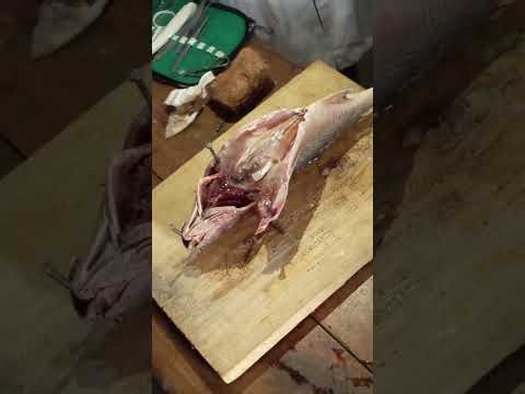 CAMEROON General certification of Education GCE paper 3 , Fish dissection ( Tilapia fish)
