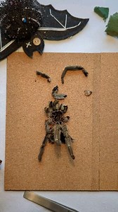 19K views · 106 reactions | Repairing tarantula molts. Always a challenge, always a surprise, occasionally worth it #tarantula #entomology #insect #wildlife #taxidermy | Selina Grazia Art | Facebook