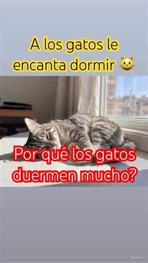 ¿ Por gatos duermen mucho?