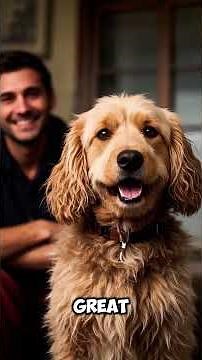 Top 9 Cutest Poodle Hybrids You Need to See – Meet the Adorable Doodle Dogs!