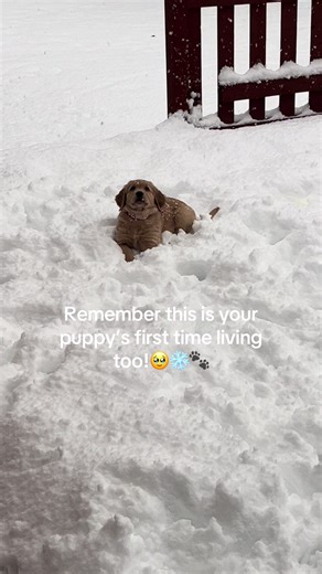 Ivy Rose first snow fall!🌨️ #puppy #goldenretriever #winter #snowfall #fyp