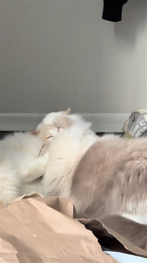 daily cloud fight #ragdoll #funny #fyp #catfight #cats