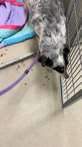 Here are just a few of our many wonderful dogs waiting to meet you. Some are extra smart, some are extra cuddly. All are deserving of real homes. The shelter will be open 1-5 today. ❤️🐾💚 | Joplin Humane Society Animal Adoption & Resource Center