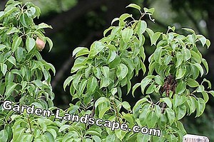 Care of the garden: Fire blight - what is it? With these pictures they recognize him | 2025