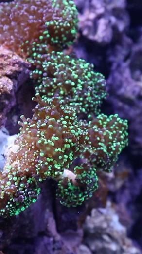 Now open: Healthy Corals, Healthy Reefs 🐠🪸 Explore our nearly 5,000-gallon reef exhibit in the Tropical Gallery! This stunning display features vibrant live corals and fish from the Indo-Pacific, all thriving in a carefully designed ecosystem. With a 15-foot viewing window and interactive elements, this exhibit is an immersive experience! This new exhibit is designed to emphasize the vital connection between coral health, reef health, and ocean health, while teaching visitors that corals are a