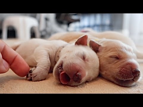 The Cutest Newborn Golden Retriever Puppies!!