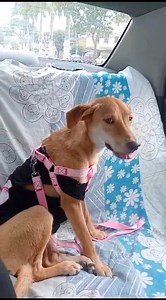 25 reactions · 23 shares | Caso externo Ella es Viviana una guerrera...