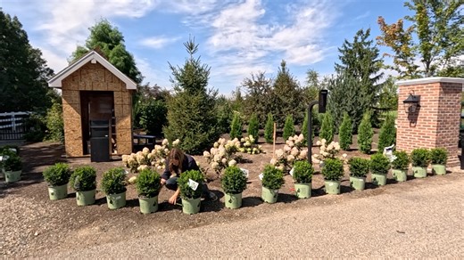 107K views · 4.9K reactions | Planting the Hydrangeas & Boxwoods in the Entry Flower Bed + Rose Deadheading! 鹿✂️ | Garden Answer | Facebook