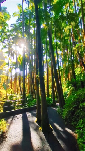 Step into the Hawai‘i Tropical Botanical Garden and wander trails overflowing with life. From towering palms, orchids, and gingers to streams carrying rainwater all the way to the ocean, every corner is alive with movement, color, and energy. Look closely and you’ll discover the hidden creatures and plants that make this rainforest extraordinary—fish, crabs, butterflies, birds, algae, and so much more. Every living thing here is part of a vibrant ecosystem, thriving thanks to nature’s lifeblood: