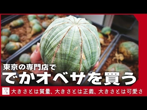 あまりにも大きなオベサを東京の専門店からお迎えしてきた【アガベ・塊根・多肉】