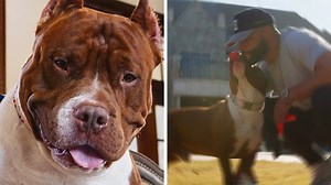 Dak Prescott's Dog Stars In Commercial Four Years After Neighbor Attack