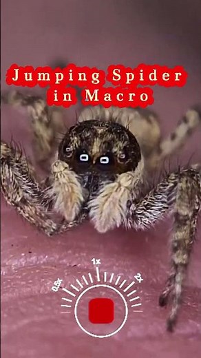 Zooming into a Jumping Spider’s Eyes 🔎#jumpingspider #macro #macrophotography