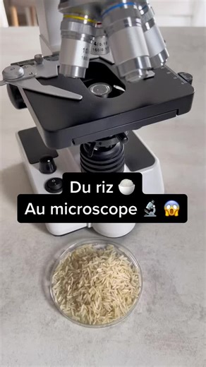 Observation of Rice Under the Microscope 🔬😱